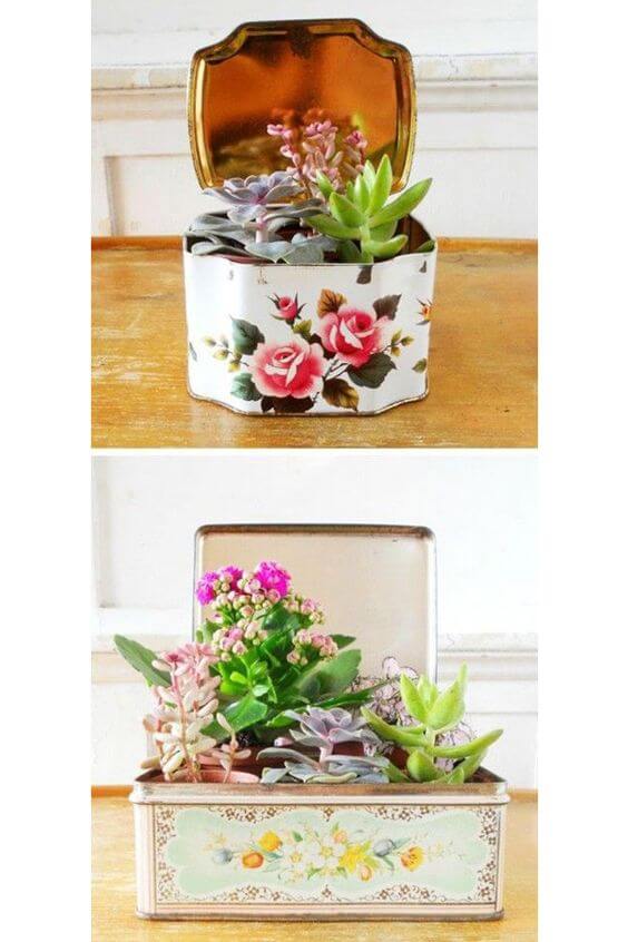 cactus-succulent-diy-vetplant