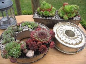 succulents-upcycle-baking-trays-vetplanten