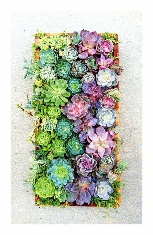 succulents-vetplanten