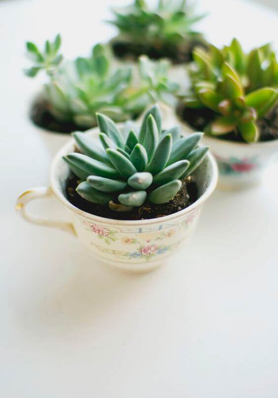 teacups-planters-theekopje-plantjes