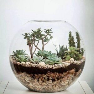 terrarium-vetplanten