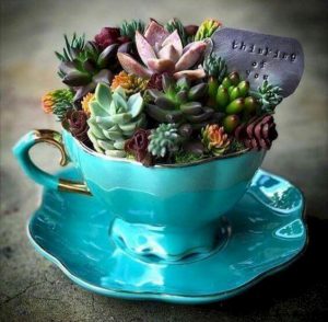 theekopje-tuin-planten-teacup-garden