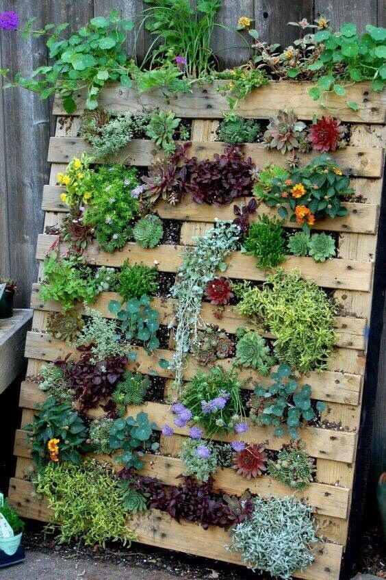 vetplanten-pallet-succulents