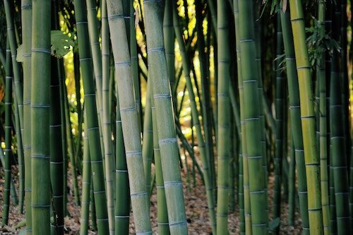 bamboe ondergoed