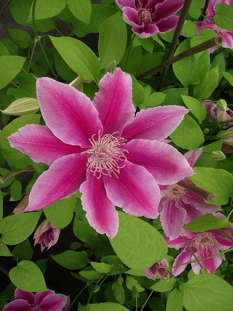 clematis-dr-ruppel