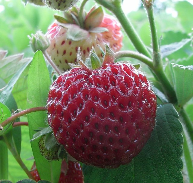framberry