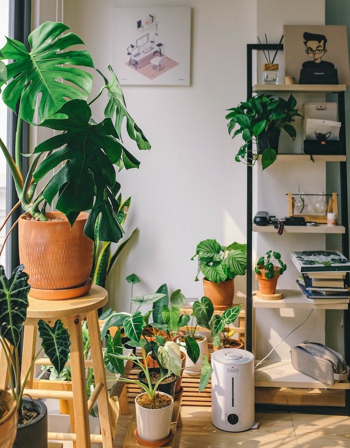 10x kamerplanten die perfect binnen overleven