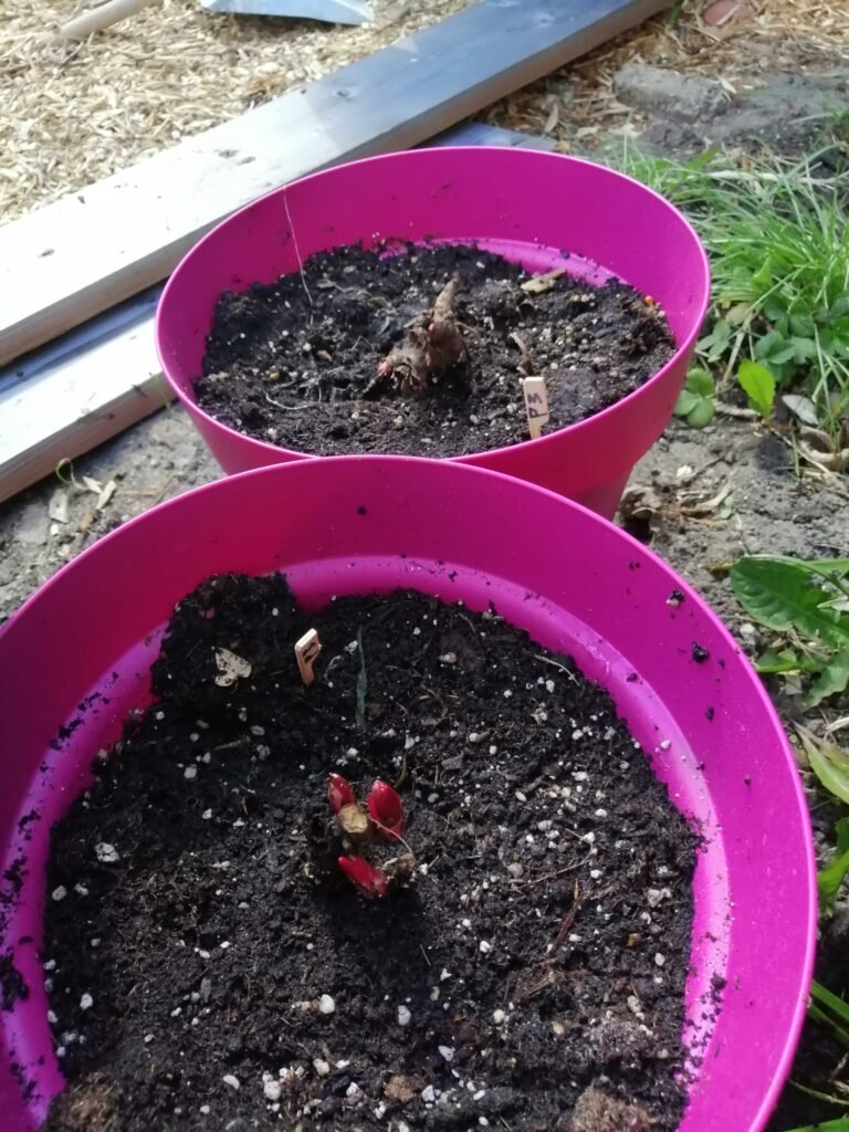 planten-update-april-2