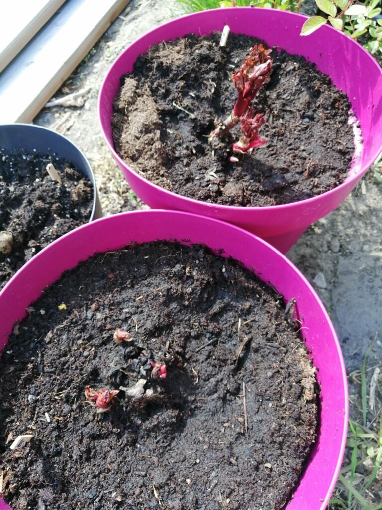 planten-update-april-3