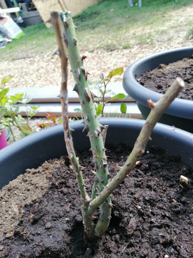 planten-update-april-rozen