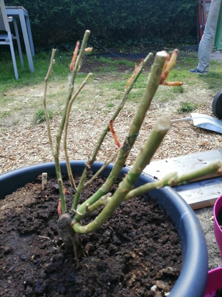 rozen-planten-update-april