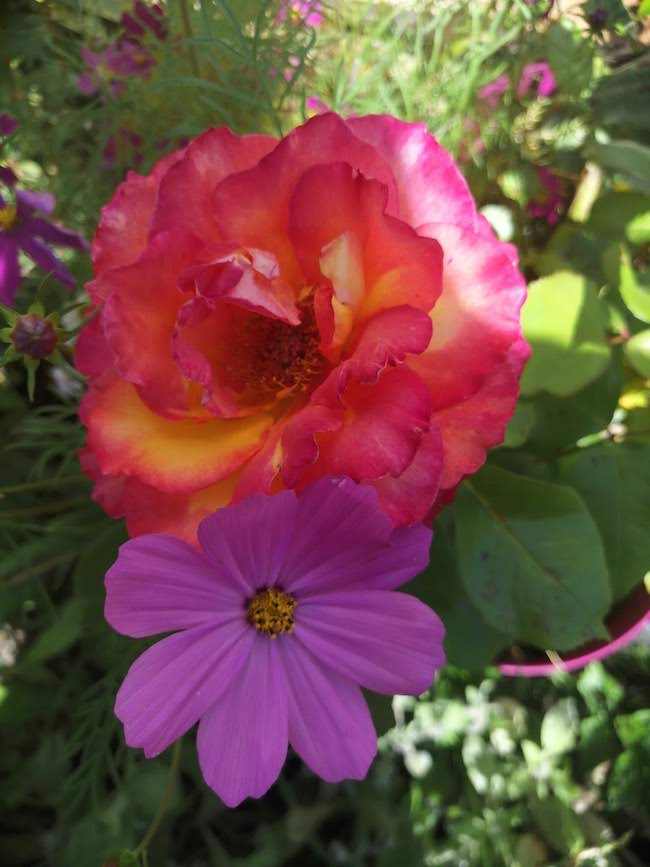 Update: onze tuin in de zomer (rozen, dahlia’s, hibiscus,…)