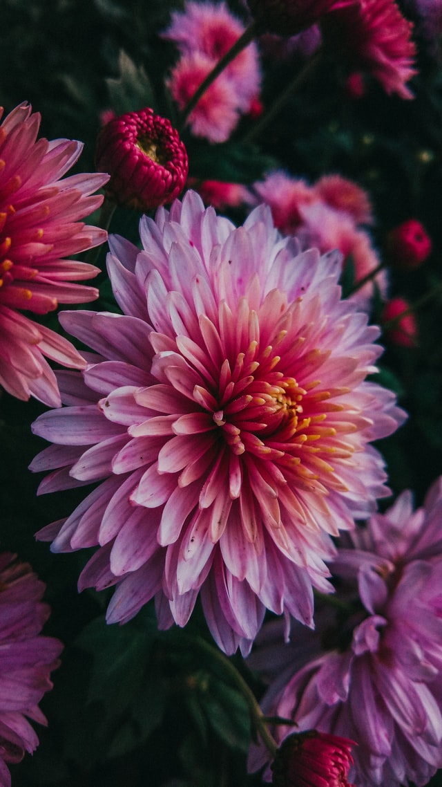 Deze vaste planten houden van volle zon