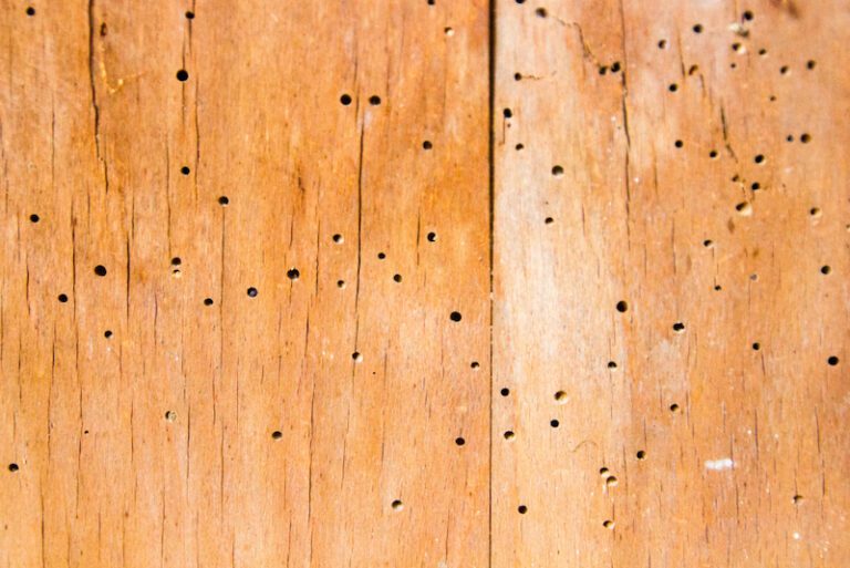 Hoe de houtworm je huis kan vernietigen (en hoe je het kunt voorkomen)